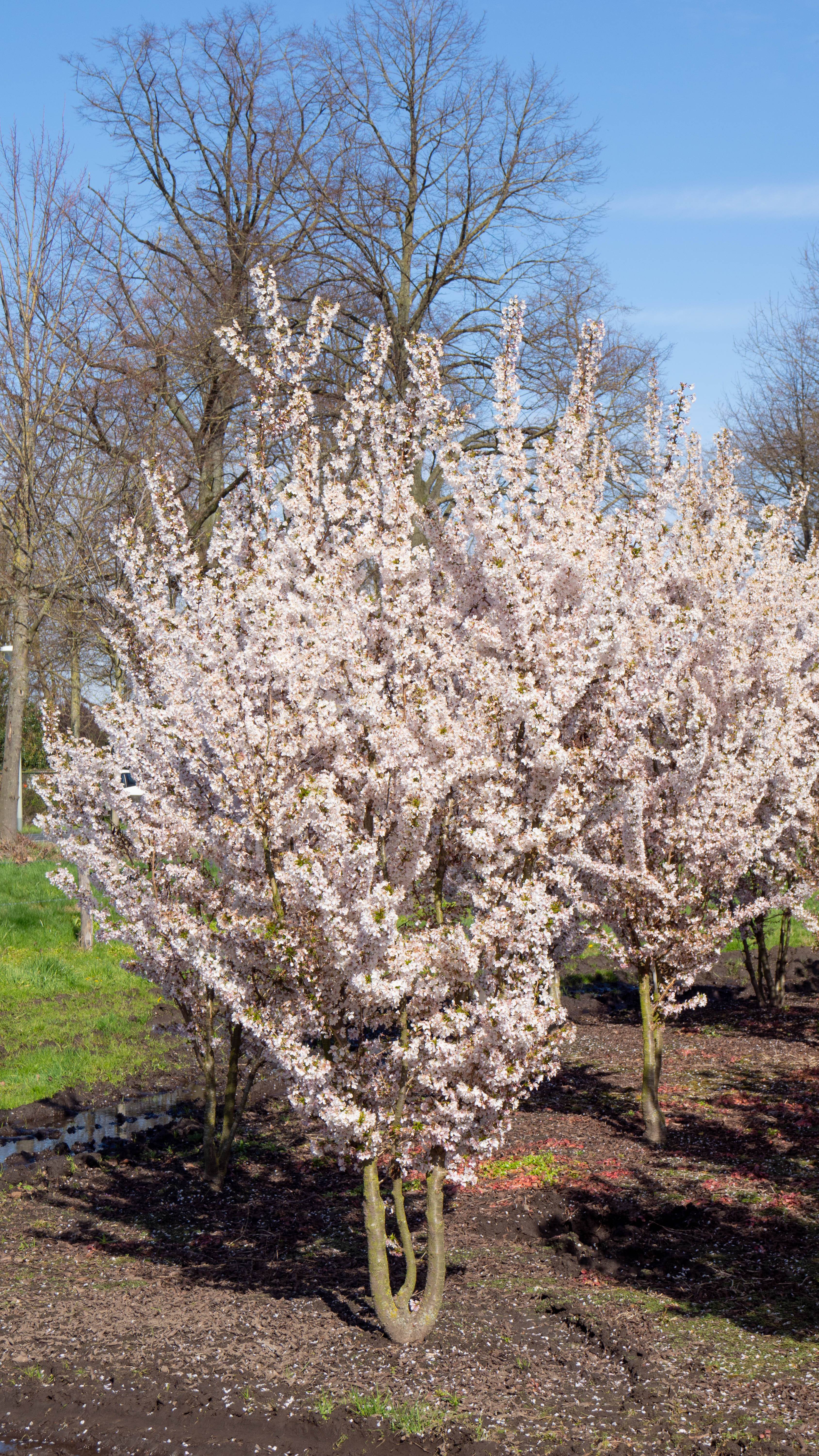 Prunus nipponica 'Brillant (15)